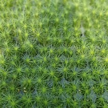 식물공장 10개 식물도매 대량구매 푼키아나이오난사 소품 05~15cm 25 수입식물 공기정화식물
