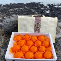 탠저린포유 한라봉 5KG 선물 레드향 귤 황금향 천혜향 레몬청만들기 타이벡감귤 감귤 타이백감귤 제주레드향, 3KG / 선물