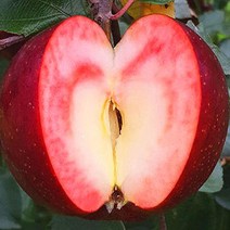 묘목/속 빨간 사과 엔부/접목 1년(T337 왜성대목 자근묘) KJ112-2, 1개