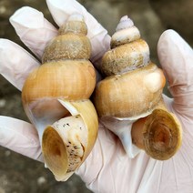 백골뱅이 생물 백고동 자연산 생골뱅이 500g 1kg 연안 동해안 백골뱅이탕 백고둥, 활(생) 백골뱅이, 소 1kg(60미내외), 1개