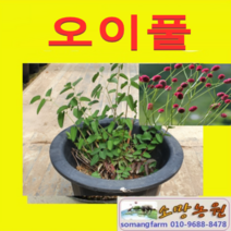 (D소망)야샹화 오이풀모종(7치 화분) 1개