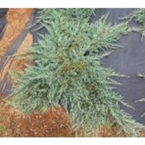 블루매트 묘목 10주