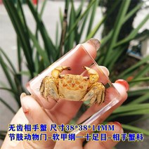 신제품 해양 수지 표본 호박 파충류 실제 동물 열대어 게 교육 관찰. 가정 12 월, 25 5