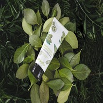 엘라코코 노니 인리치드 하이드레이팅 수분크림, 1개