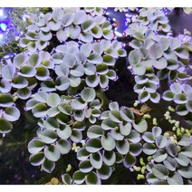 살비니아 쿠쿠라타 5촉 부상수초 자연수초