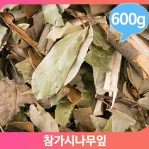 토종 참가시나무 푸른잎 600g 약초 명초 건조 영양