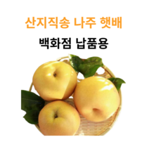 정직한농산물 나주배 명절 선물세트, 1개, 01. 10kg (대형마트납품용)