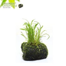 초보자도 키우기 쉬운 어항장식 포트수초 200종 모음, 108번) 모스포트수초 코브라그라스