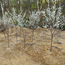 [새싹에서 나무까지] 앵두나무 결실주 R2~3 (분묘)_앵두나무묘목_조선앵두