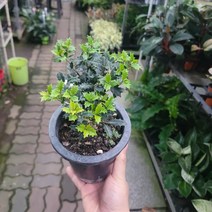 반려식물 원예식물 은목서 중품 야생화 2040119