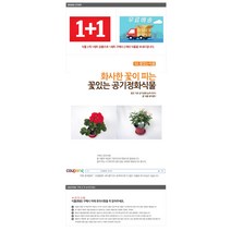 그린플랜트 공기정화식물 찔레장미 (색상품종랜덤) 1+1
