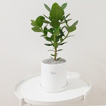 햇살농장 몬스테라 아레카야자 크루시아 테이블야자, 크루시아+받침대, 1개