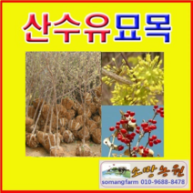 (SR소망)산수유나무묘목 4년생(분)1그루 결실주