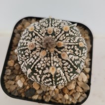 [메카다육]78-0801 선인장 슈퍼투구(국내실생)화분포함 다육식물