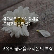 881-1 에티오피아시다모G2 1kg, 상세페이지 참조, 상세페이지 참조