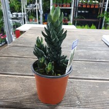 15~25cm 79 용발톱 소품 다육식물
