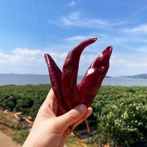 산지직송 신안 태양초 고춧가루 가정용 김장용 국산 고추가루, 신안 고추가루 500g [김장용]