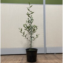 올리브나무 묘목 4치포트 화분묘(중 대) 카페 이태리토분 공기정화식물 실내인테리어 서울농원묘목