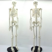 인체 골격 모형(85cm) R KTS