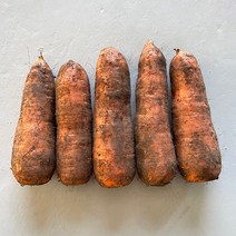 당근 제주 구좌 햇 흙당근 엄선한 특상품, 흙당근10kg(특상품), 1개