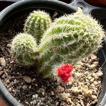 [올식스] 왕백단 선인장 다육식물 다육이 키우기 공기정화식물 개업화분