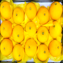 [과즙팡팡] 고당도 새콤달콤 제주 황금향 귤 가정용 선물용, 1개, 중소과 가정용 2kg