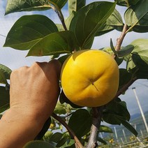 자연의 뜰 김종옥님 감 태추단감 구례단감 배단감, 1box, 2kg (7-11과내)