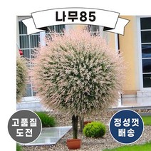 (나무85) 플라밍고샐릭스 화이트핑크샐릭스, 무늬버들(화이트핑크샐릭스) R2cm 스탠다드형
