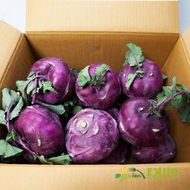[프레시팜] 국내산 햇 콜라비 특품 5kg 내외