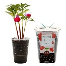 컵가든 봉선화 / 새싹기르기 화분재배 봉선화키우기, 단품