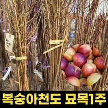 천도 복숭아 묘목 1주 결실주 천도복숭아나무 과실수, 1개