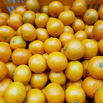 제주도 귤 감귤 10kg 제주 노지귤 노지감귤 5kg 고당도, 노지감귤 중대과 5kg