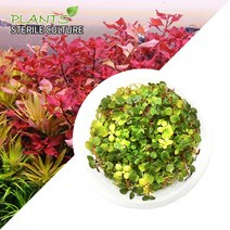 수초-무균 조직배양 루드위지아 슈퍼레드-열대어 어항 수중식물, 없음