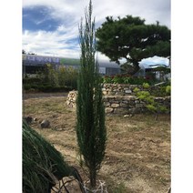 블루애로우 100cm이상 주니프러스 정원수 유럽나무 크리스마스트리, 1개