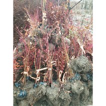 남천나무 묘목_5주 H1.0