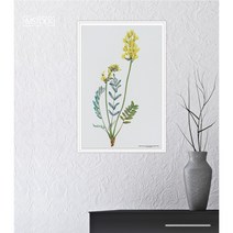아이엠스톡 인테리어 액자 False Locoweed 야생화 016 캔버스액자, 화이트원목