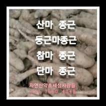 산마종근 3k 산마종근재배 산마씨앗재배