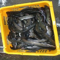 메기 생물 매운탕 재료 1kg 찜 집들이 회식보양식 국내산 달인직판 민물고기, 손질메기