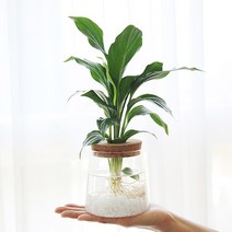 펫플랜트 코르크 수경재배식물 스파티필름 DIY 인테리어 공기정화식물, 1.스파티필름+코르크수경(대)+ 컬러스톤 블루