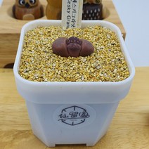 리톱스 오체니아나 체스키그라낫