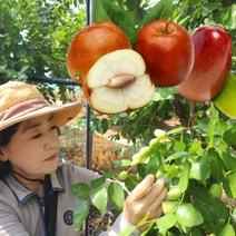 보은 생 햇 대추 사과대추 1kg, 1개, 사과대추 1kg 소과 (미니사이즈)