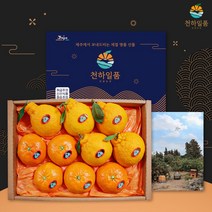 [명품패키지] 귤담원 레드향 한라봉 천혜향 명품 선물세트 3kg 5kg, 1박스, 04.레드향 선물세트 5kg 대과(10-16과)