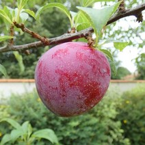 착한가격 나무생각 자두나무(왕자두)*1등묘(5주묶음), 주