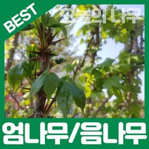 합리적 가격의 엄나무/음나무/민엄나무 묘목 판매, 가시없는 민엄나무묘목 상묘