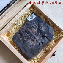 암모나이트 표본 수집품 광물 반려돌 장식 화석 과학, 1304 Ledlicki 삼엽충