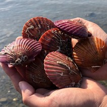 산지직송 당일조업 생물 홍가리비 1.5kg (36미 내외) 2세트 구매시 1kg 추가 (초장 2팩증정), 2개