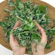 쑥 1kg 국내산 봄나물 해풍 생쑥 판매 진맛깔