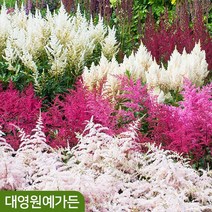아스틸베 10종 3~5분얼 노루오줌 숙근 뿌리, 09. 비전불케이노