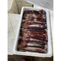 국내산 오징어 한박스 20-30마리 냉동 태안 신진항, 오징어 20미 내외 한박스, 1개