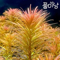[풀미남] 판타날 레드 핀네이트 2촉